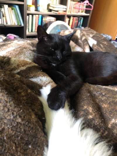 Collies gesucht-Beitrag-Bild