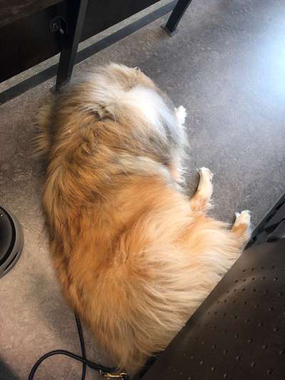 Collies gesucht-Beitrag-Bild