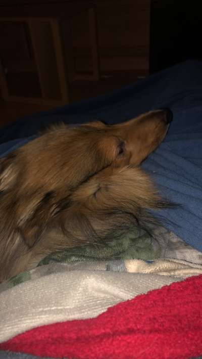 Collies gesucht-Beitrag-Bild