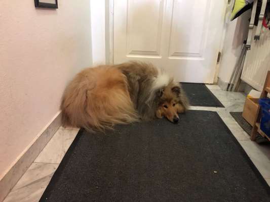 Collies gesucht-Beitrag-Bild