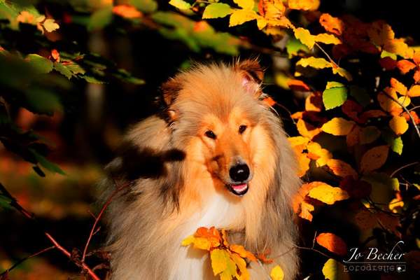 Collies gesucht-Beitrag-Bild