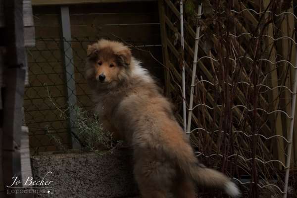 Schäferhund-Fans?-Beitrag-Bild