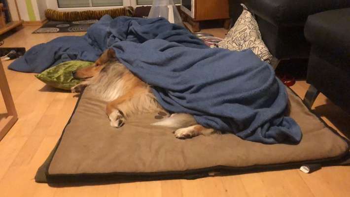 Collies gesucht-Beitrag-Bild