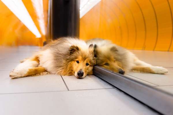 Collies gesucht-Beitrag-Bild