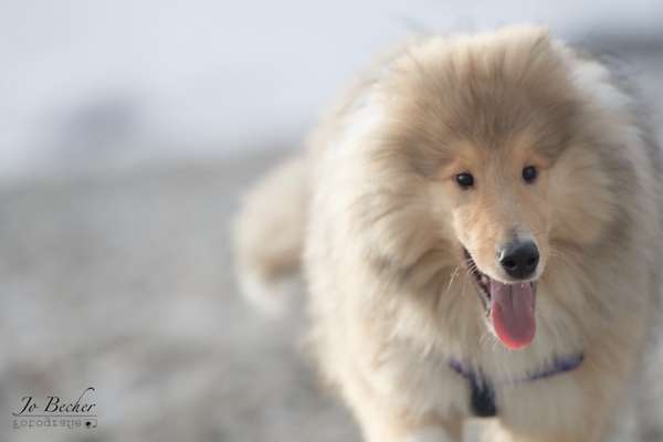 Collies gesucht-Beitrag-Bild