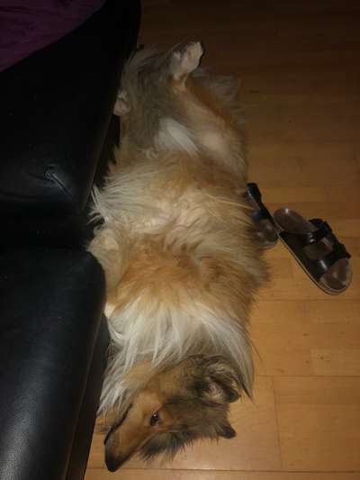 Die Dogorama Wochen Challenge-Beitrag-Bild