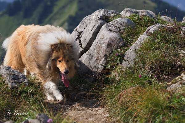 Collies gesucht-Beitrag-Bild