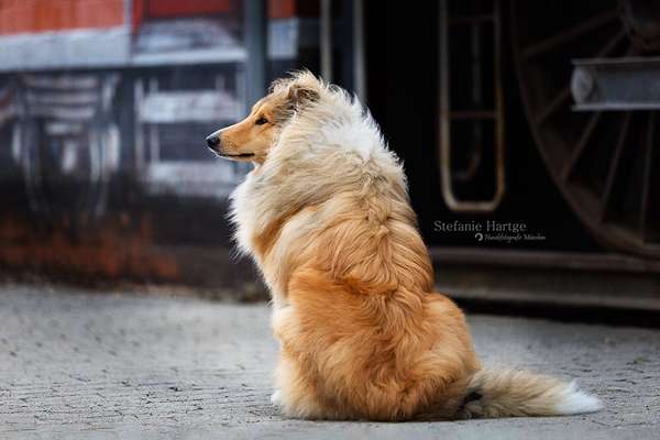 Umfrage zur relativen Schnauzenlänge-Beitrag-Bild