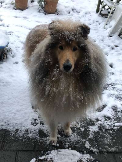 Collies gesucht-Beitrag-Bild