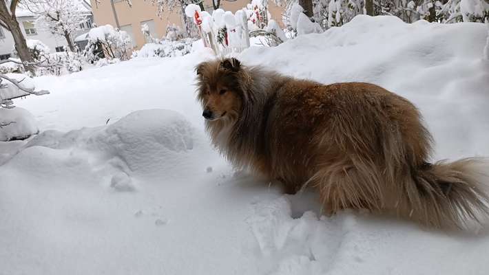 Collies gesucht-Beitrag-Bild