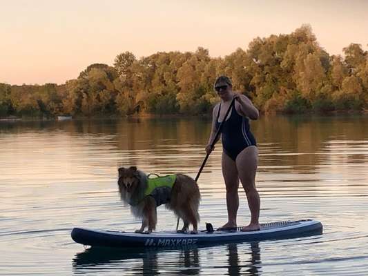 Collies gesucht-Beitrag-Bild