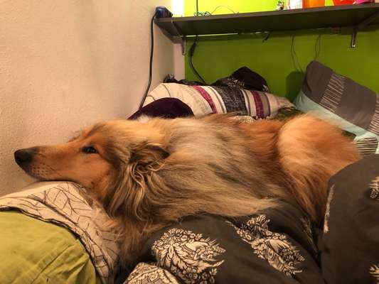 Collies gesucht-Beitrag-Bild