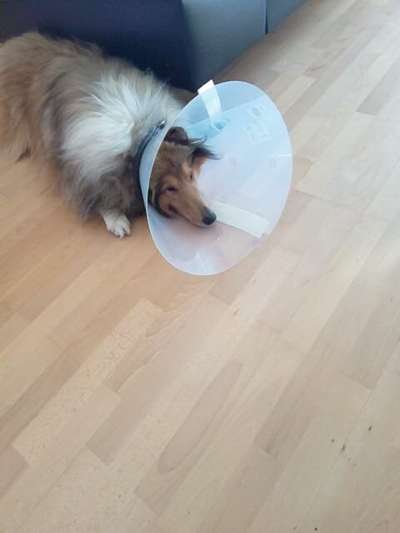 Collies gesucht-Beitrag-Bild