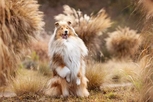 Collies gesucht-Beitrag-Bild