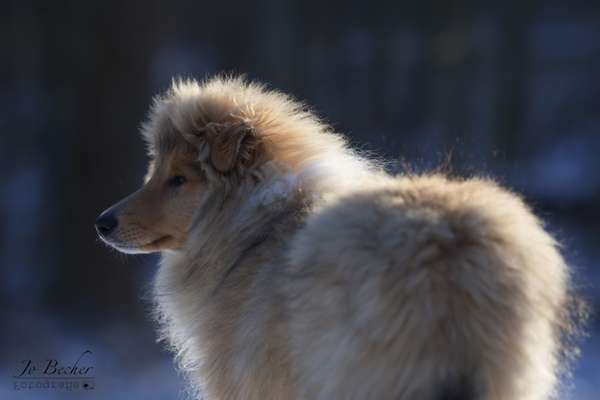 Die Dogorama Kalender Challenge Teil 2/4-Beitrag-Bild