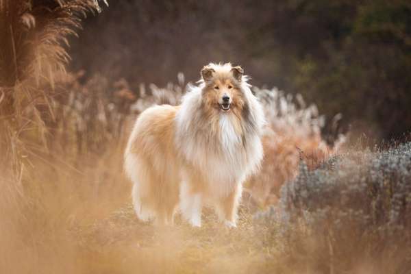 Collies gesucht-Beitrag-Bild