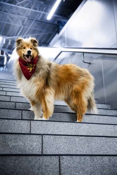 Collies gesucht-Beitrag-Bild