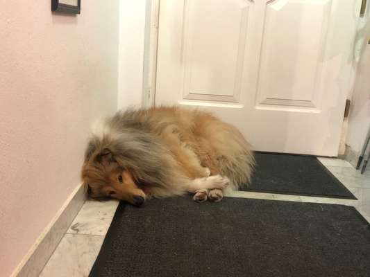 Collies gesucht-Beitrag-Bild