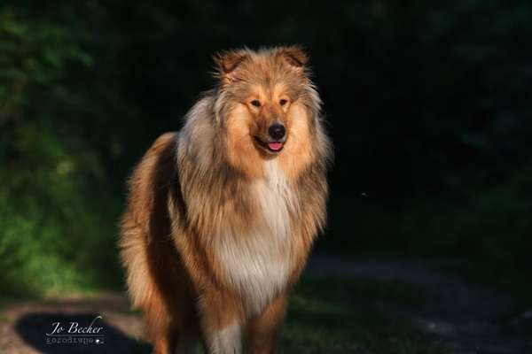 Collies gesucht-Beitrag-Bild