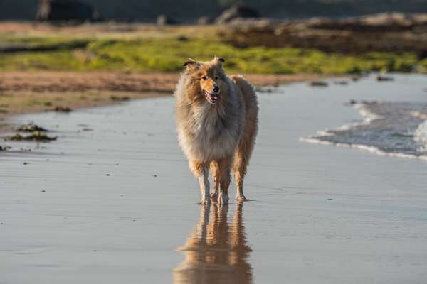 Collies gesucht-Beitrag-Bild