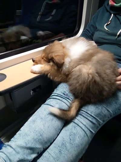 Collies gesucht-Beitrag-Bild