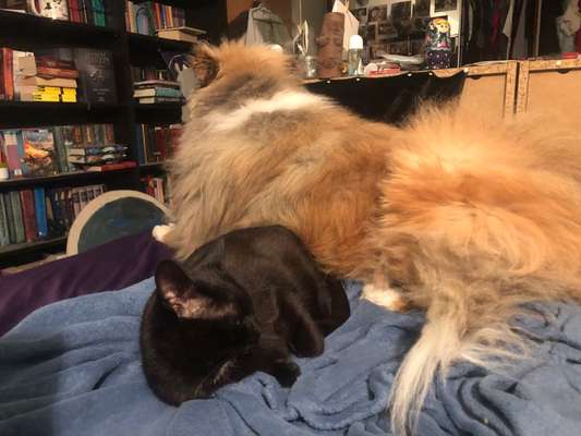 Collies gesucht-Beitrag-Bild