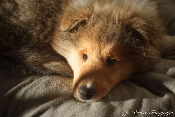 Welpen Bilder !-Beitrag-Bild