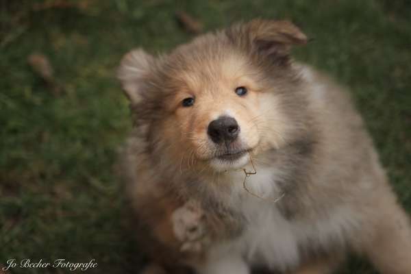 Foto's und Hundemodels-Beitrag-Bild