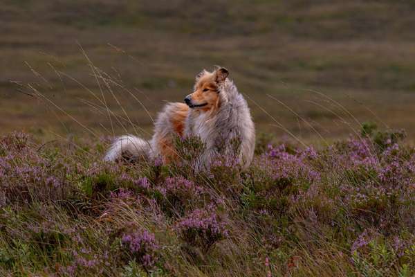 Collies gesucht-Beitrag-Bild