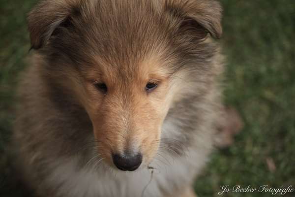 CHALLENGE NR. 19 - Der Hundeblick-Beitrag-Bild