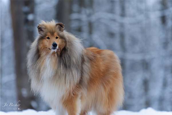Langhaar Collies-Beitrag-Bild