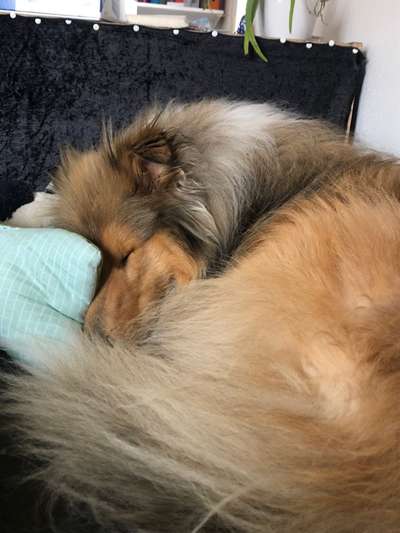 Collies gesucht-Beitrag-Bild