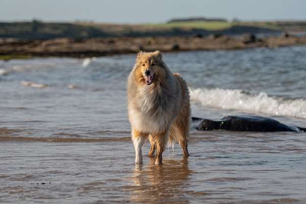 Collies gesucht-Beitrag-Bild