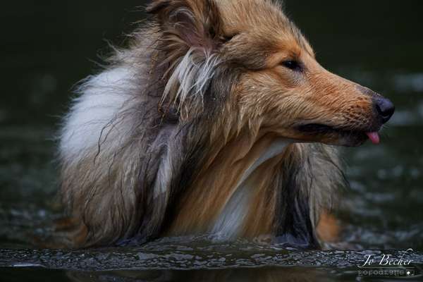 Dogorama Photo Challenge - Portrait-Beitrag-Bild