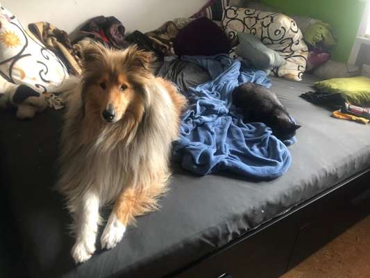 Collies gesucht-Beitrag-Bild