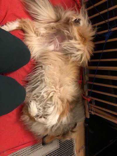 Collies gesucht-Beitrag-Bild