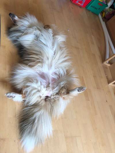 Collies gesucht-Beitrag-Bild