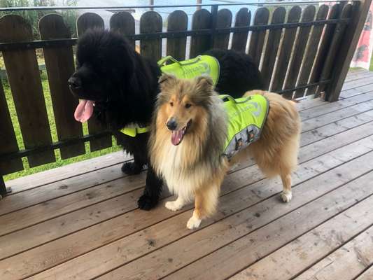 Collies gesucht-Beitrag-Bild