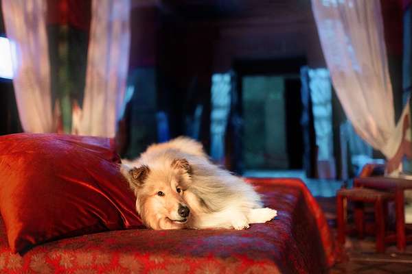 Collies gesucht-Beitrag-Bild