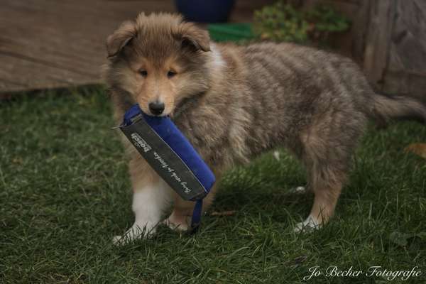 Welpen Bilder !-Beitrag-Bild