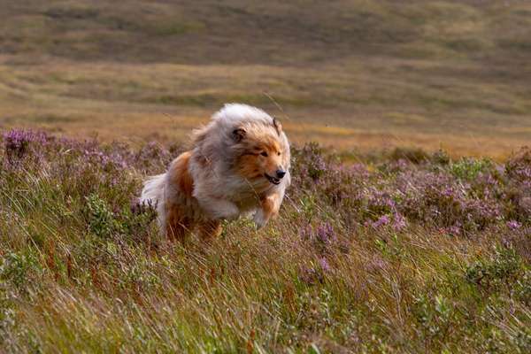 Collies gesucht-Beitrag-Bild