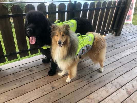 Collies gesucht-Beitrag-Bild