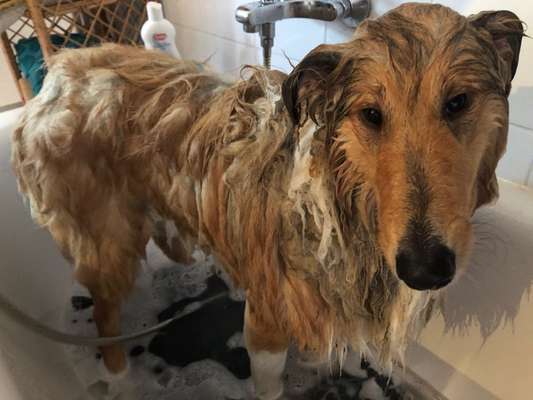 Dogorama-Monats-Challenge-Mai "Wasser"-Beitrag-Bild