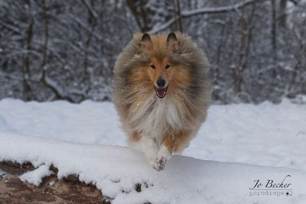 Collies gesucht-Beitrag-Bild