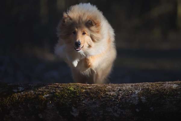 Zeichnungen eurer Hunde-Beitrag-Bild