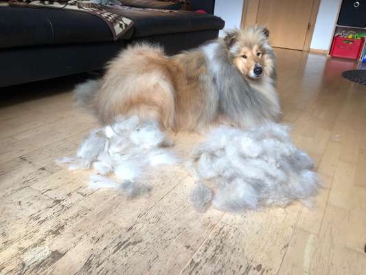 Collies gesucht-Beitrag-Bild