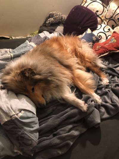 Collies gesucht-Beitrag-Bild