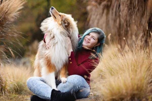 Collies gesucht-Beitrag-Bild