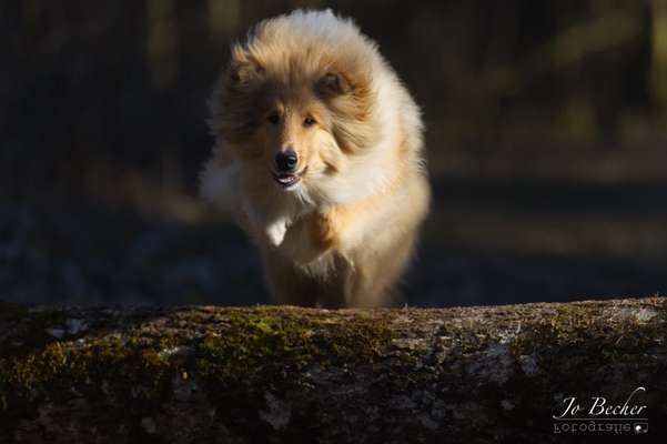 zeigt eure Hunde mit Ihren Frühlingsgefühlen:)-Beitrag-Bild