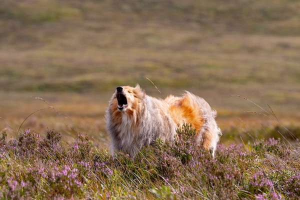 Collies gesucht-Beitrag-Bild